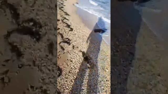 #Крым #мазут Видео очевидца. О побережье Крыма молчат #? смотреть онлайн