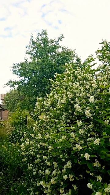 🏡😆БЕЛАРУСКАЯ, ДЕРЕВЕНЬКА. ЕСЛИ БЫ ВИДЕО "ШОРТСЫ" ДЕЛ? смотреть онлайн