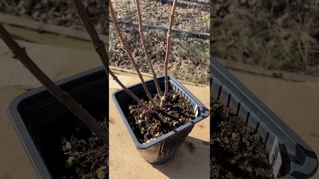 Обрезка гортензии смотреть онлайн