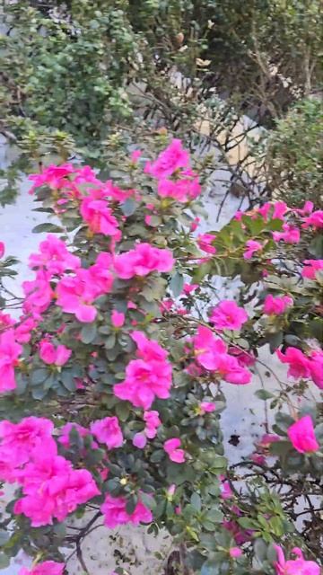 🌺🌺🌺 Азалии на снегу‼️🌺🌺🌺 #цветы #красивыецветы смотреть онлайн