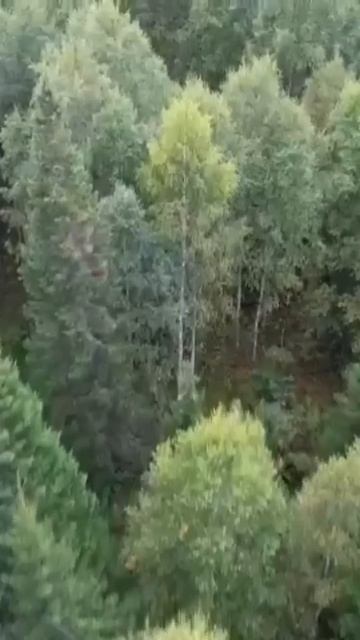 Изба с высоты смотреть онлайн