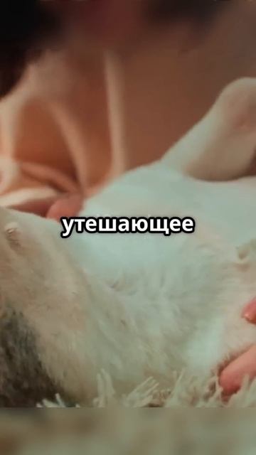 Почему собака - лучший друг человека? 🐶❤️ #Собаки #Лу смотреть онлайн