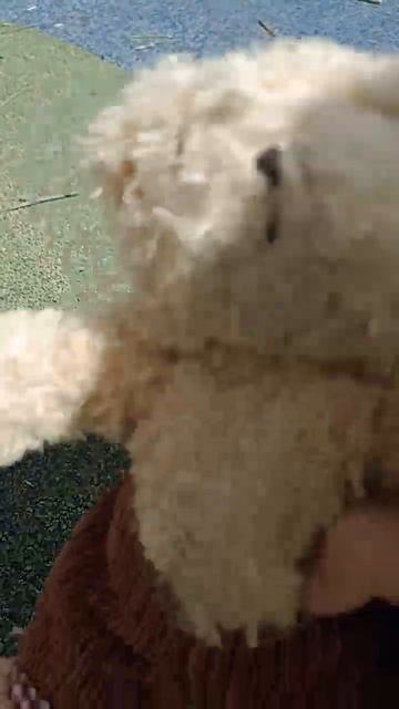 Игрушки придумывают виды животных #мягкиеигрушки #мультик #мультики #игрушки смотреть онлайн