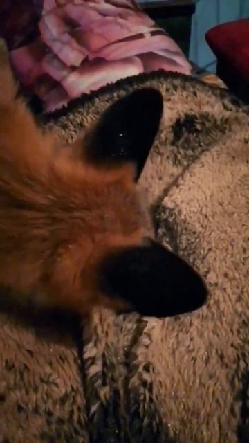 Беззубая атака #лиса #животные #shorts #alma_the_fox #fox смотреть онлайн