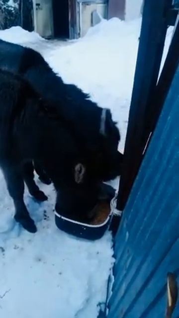 5.02.2022 кушают зерно Шанель и Иа друг Снежок у них есть