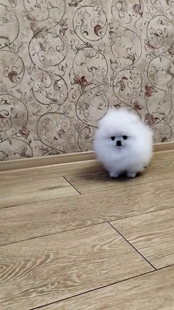 Померанский шпиц KAITO 3 месяца💙💙💙