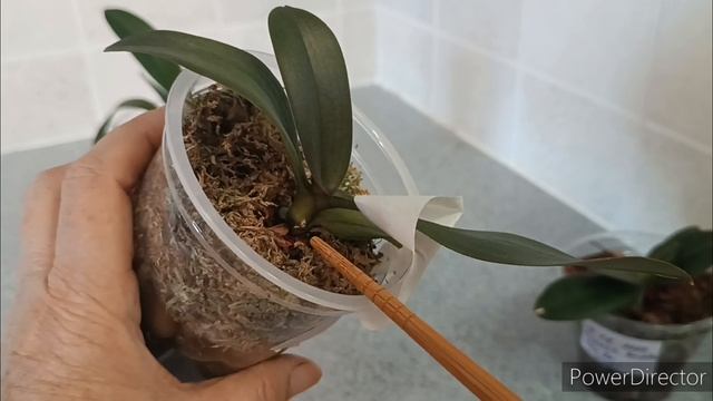 Подростки орхидей от SonYa🌿, Дендробиум Нобиле🌺