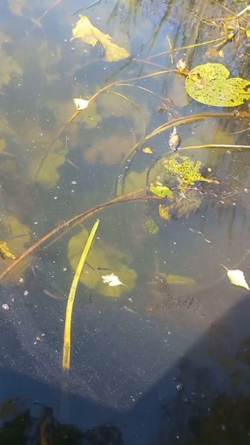 природа как есть #nature #лето #свапа #река #отдых смотреть онлайн