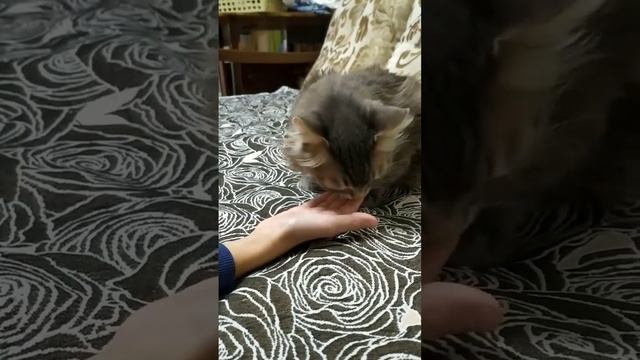 моего кота зовут Муся ему 13 лет. Он любит есть печеньки