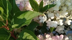 гортензия Милк энд хоней