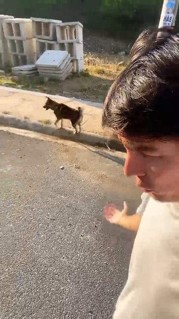 TG: themaratka - если собака друг человека #shorts смотреть онлайн