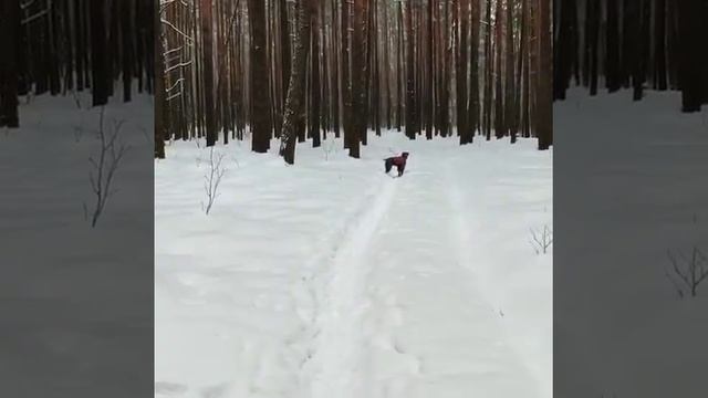 ВидеоПочта от владельцев Рича (Брянск). смотреть онлайн