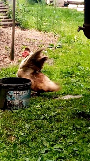 Вот такая чудо-птица недавно мне повстречалась. О дома смотреть онлайн