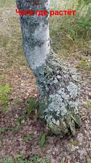 Как найти чагу смотреть онлайн