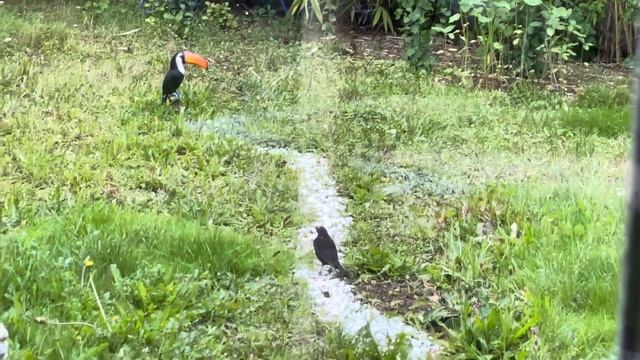 Птичка скачет по дорожке смотреть онлайн