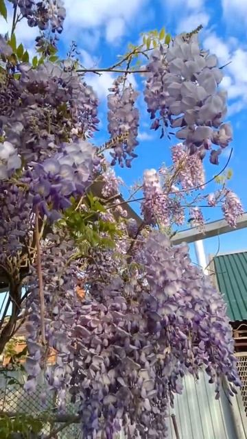 Глициния #дача #цветы #сад