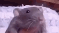Rat Dance meme (6 rats) Разные крысы смотреть онлайн