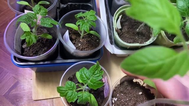 РАССАДА ТОМАТОВ И ПЕРЦЕВ на 27 марта // как выглядят раз? смотреть онлайн