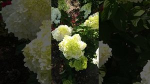 Метельчатая гортензия Диамантино.