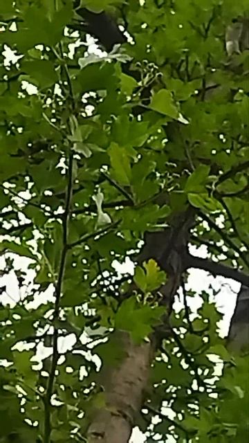 Սև ալոճի ծաղկումը։ Цветение чёрного боярышника. смотреть онлайн