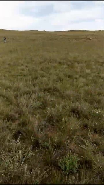 остров Ольхо.Стрекозы смотреть онлайн