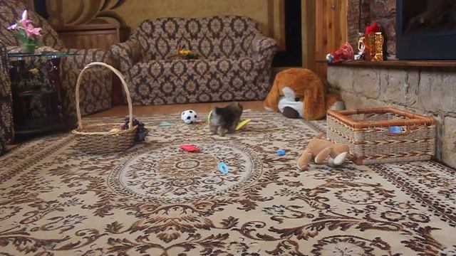 Ватсон Из Усадьбы Андреевых