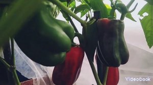 Обзор советского сорта перца "Агаповский" в моей тепли
