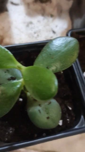 #music Работаем во все силы поддержите наш канал) 🌱 буде? смотреть онлайн