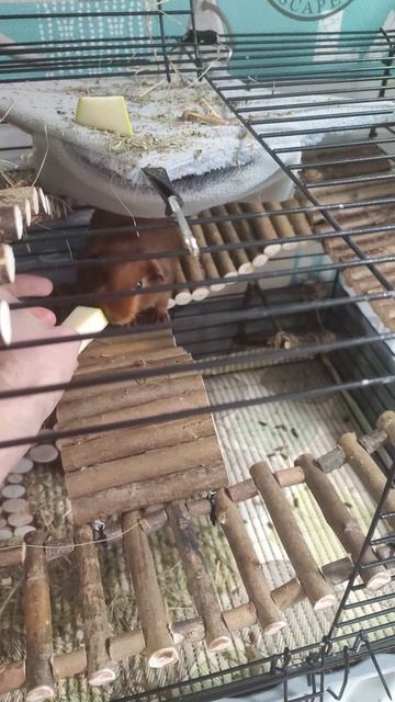 Гаврош есть кабачок #морская #свинка #pets #гаврош #cute #мо? смотреть онлайн