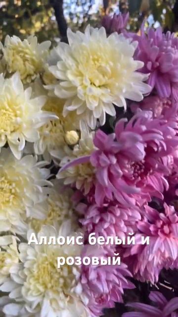 Хризантема Аллоис белый и розовый смотреть онлайн