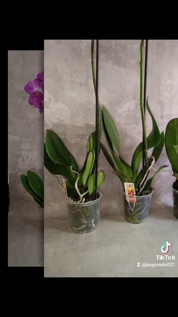 УЦЕНКА! Орхидеи Фаленопсис Флора микс 200 гривен! Бронь смотреть онлайн