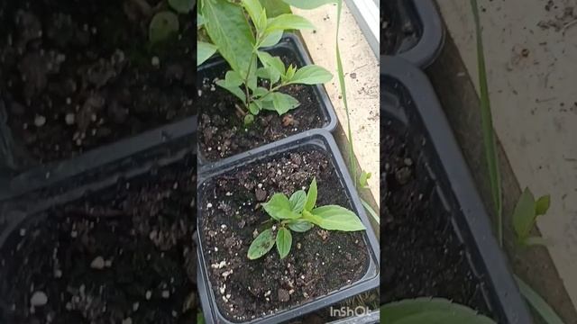 Пробую черенковать гортензии метельчатые #дача #огоро