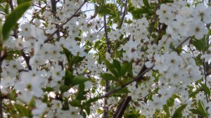 Храните в сердце память. исполнитель Милая Марья