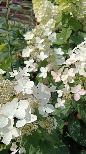 Гортензия Ангел Блаш в августе 2024г. #love #зацветает одна смотреть онлайн