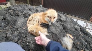 Лиса-Алиса. Маленькие друзья лисы