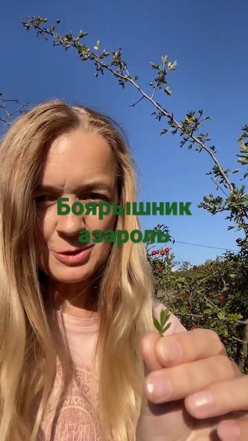 Боярышник азароль