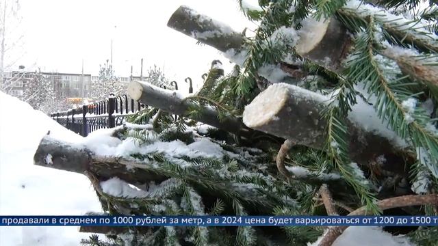 К Новому году в России подорожают живые ёлки смотреть онлайн