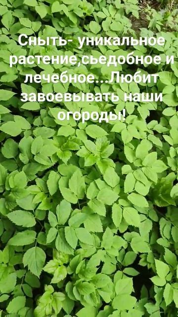 Сныть готова к сбору. Пора ее есть,заваривать в чай ,ва? смотреть онлайн