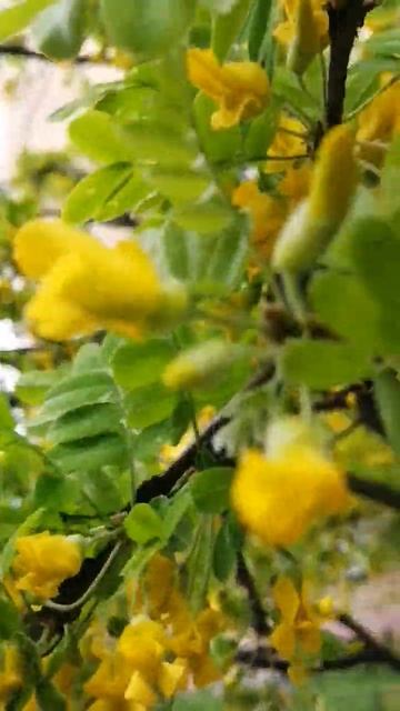 Мне вот эта природа нравится! Желтая акация цветет #зе? смотреть онлайн