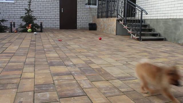 Челлита смотреть онлайн