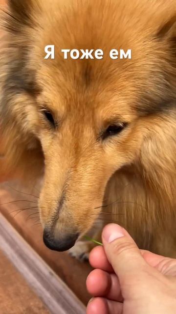 Кошка ест траву. Собака ест траву. #shelties #собака #puppy #pets смотреть онлайн