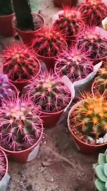 Леруа Мерлен! Кактусы! Для себя и в подарок!💥🌵#цветы # смотреть онлайн