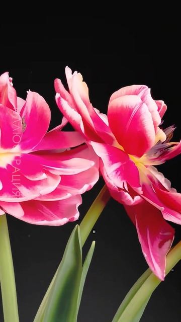 Мусульмане верят, что есть Один Единственный Создател смотреть онлайн