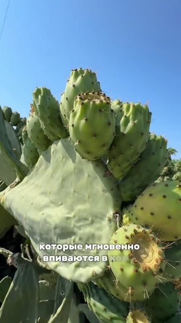 НИКОГДА НЕ СОВЕРШАЙТЕ ЭТУ ОШИБКУ НА КИПРЕ 🌵#кипр #кип? смотреть онлайн