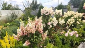 МОТЫЛЬКОВЫЕ ГОРТЕНЗИИ: РАЗОЧАРОВАНИЕ И ОЧАРОВАНИЕ | М?