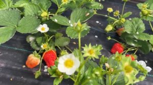 Хонг Ян‼️ Крупный, сладкий как лесная клубника👍👍👍