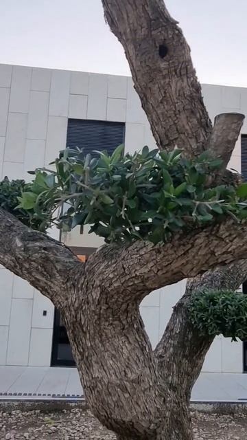 #краснодар #паркгалицкого #весна #природа #жизнь #крас? смотреть онлайн