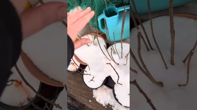 25.12 п9 и маточники мет.гортензии -19❄️ смотреть онлайн