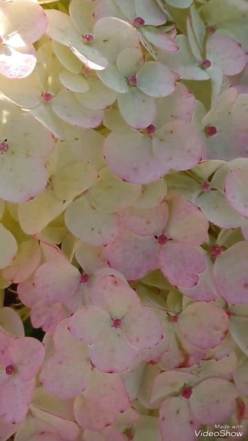 Гортензия Самарская Лидия. ❤️