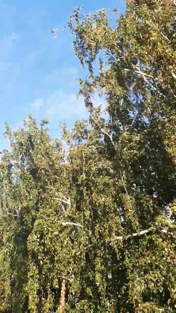 От чего так в России березы шумят #shorts #russia смотреть онлайн